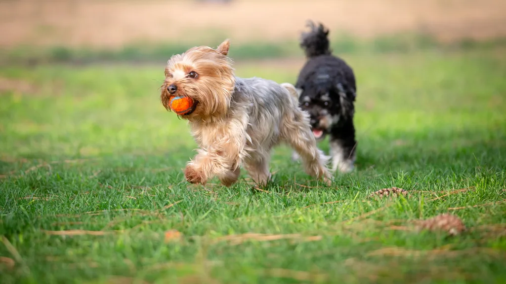 Yorkie dog with an orange, small, tennis ball in its mouth running from a black terrier in dog park. They are running in grass, and it has pinecones and pine needles on the ground. New pet-friendly apartment homes for rent with private fenced backyards in Arizona, Texas, Florida, and North Carolina with pool, pickleball, dog park, gym, clubhouse and gated community. *No breed or weight restrictions. Yardly